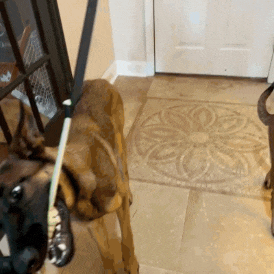 Luna & Kin Bungee Tug Toy