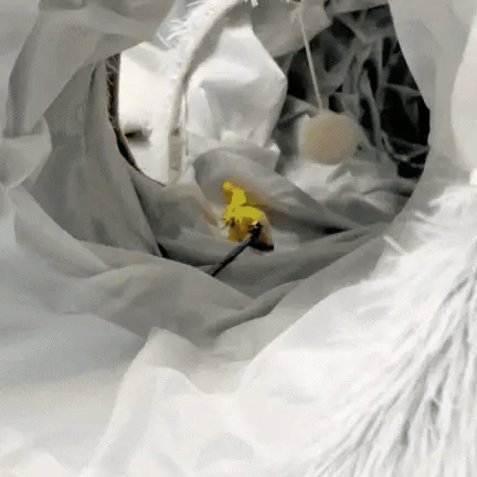 Luna & Kin Cat Tunnel Bed